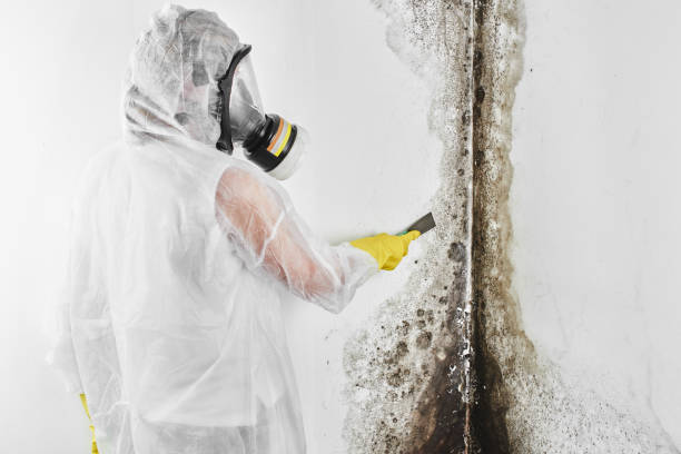 Best Emergency Mold Remediation in Evansburg, PA
