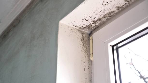 Evansburg, PA Mold Remediation Company