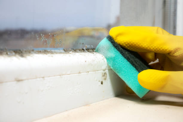 Best Basement Mold Remediation in Evansburg, PA
