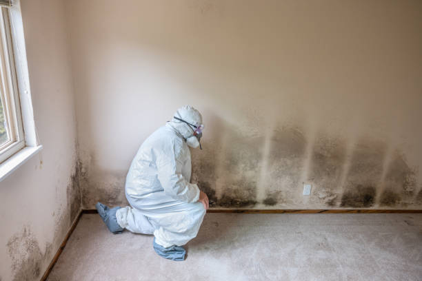 Best Preventive Mold Services in Evansburg, PA