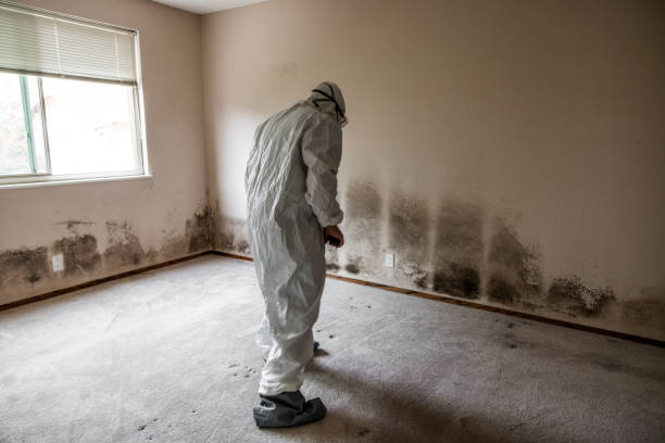 Best Residential Mold Remediation in Evansburg, PA